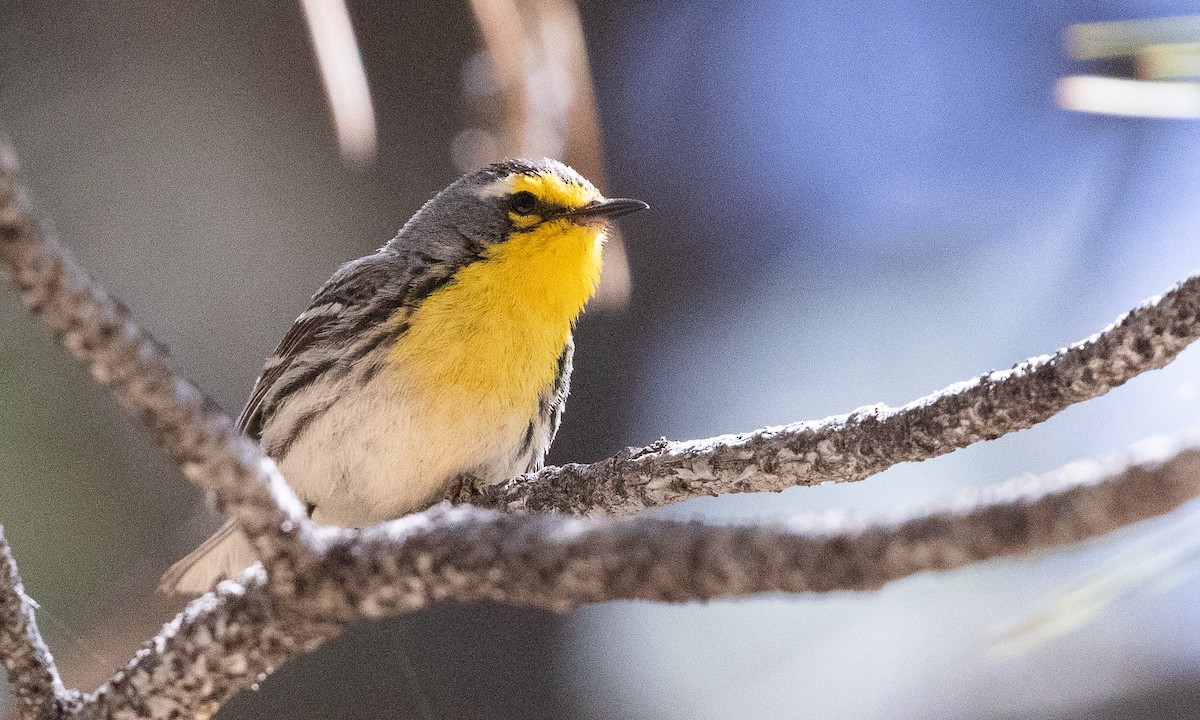 Grace's Warbler - ML625598571