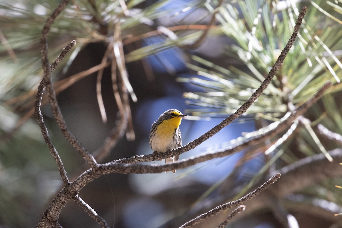 Grace's Warbler - ML625598600