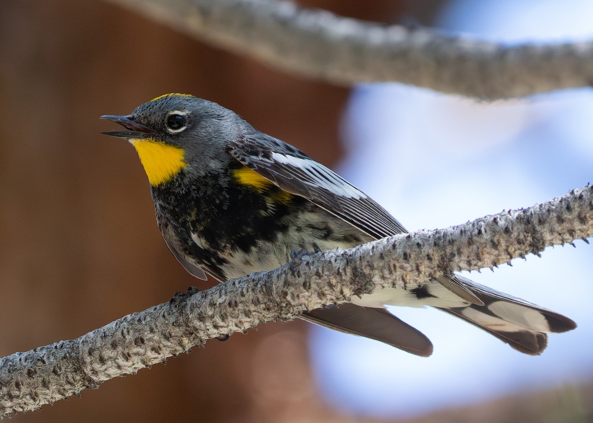 Yellow-rumped Warbler (Audubon's) - ML625598602