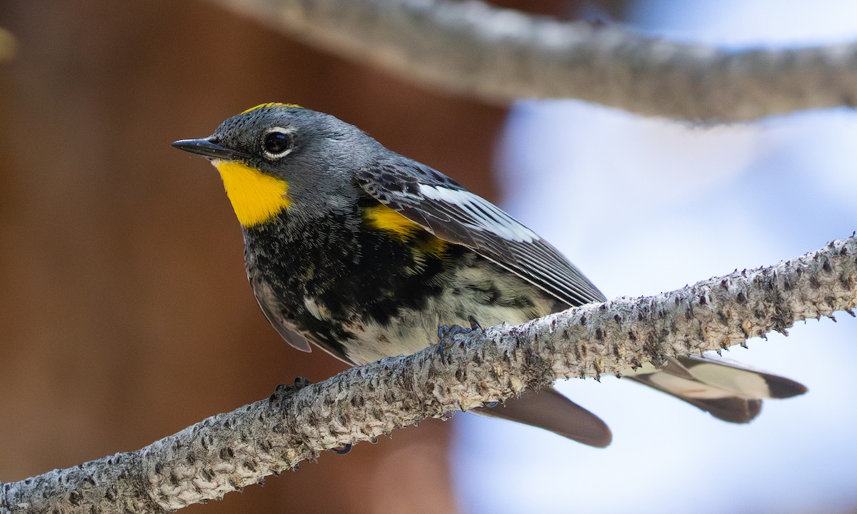 Yellow-rumped Warbler (Audubon's) - ML625598603