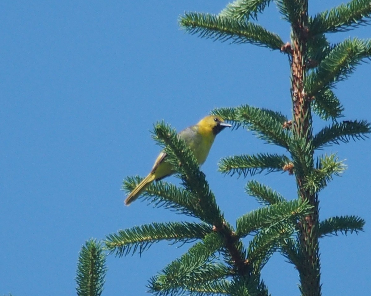 Orchard Oriole - ML62559861