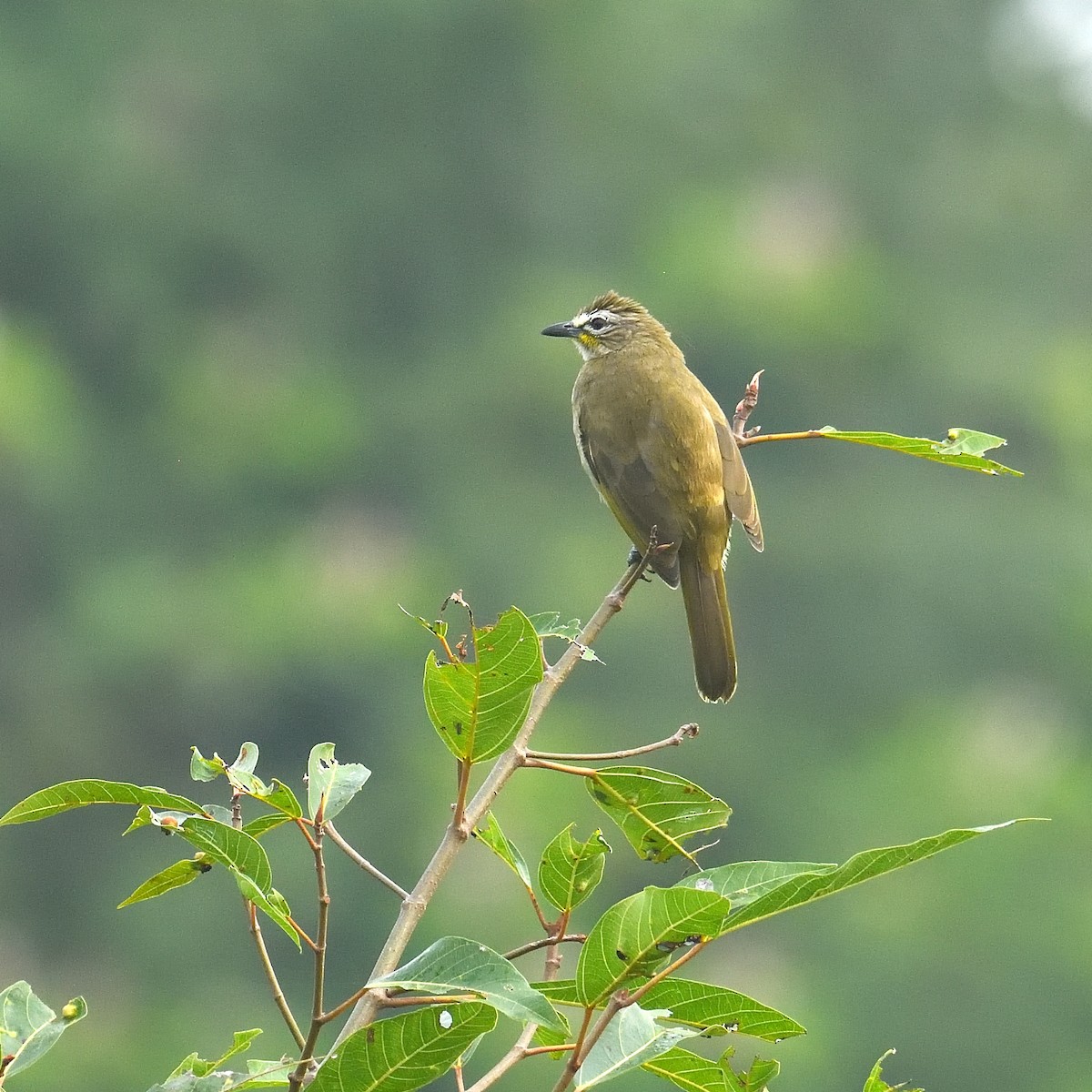 White-browed Bulbul - ML625598669