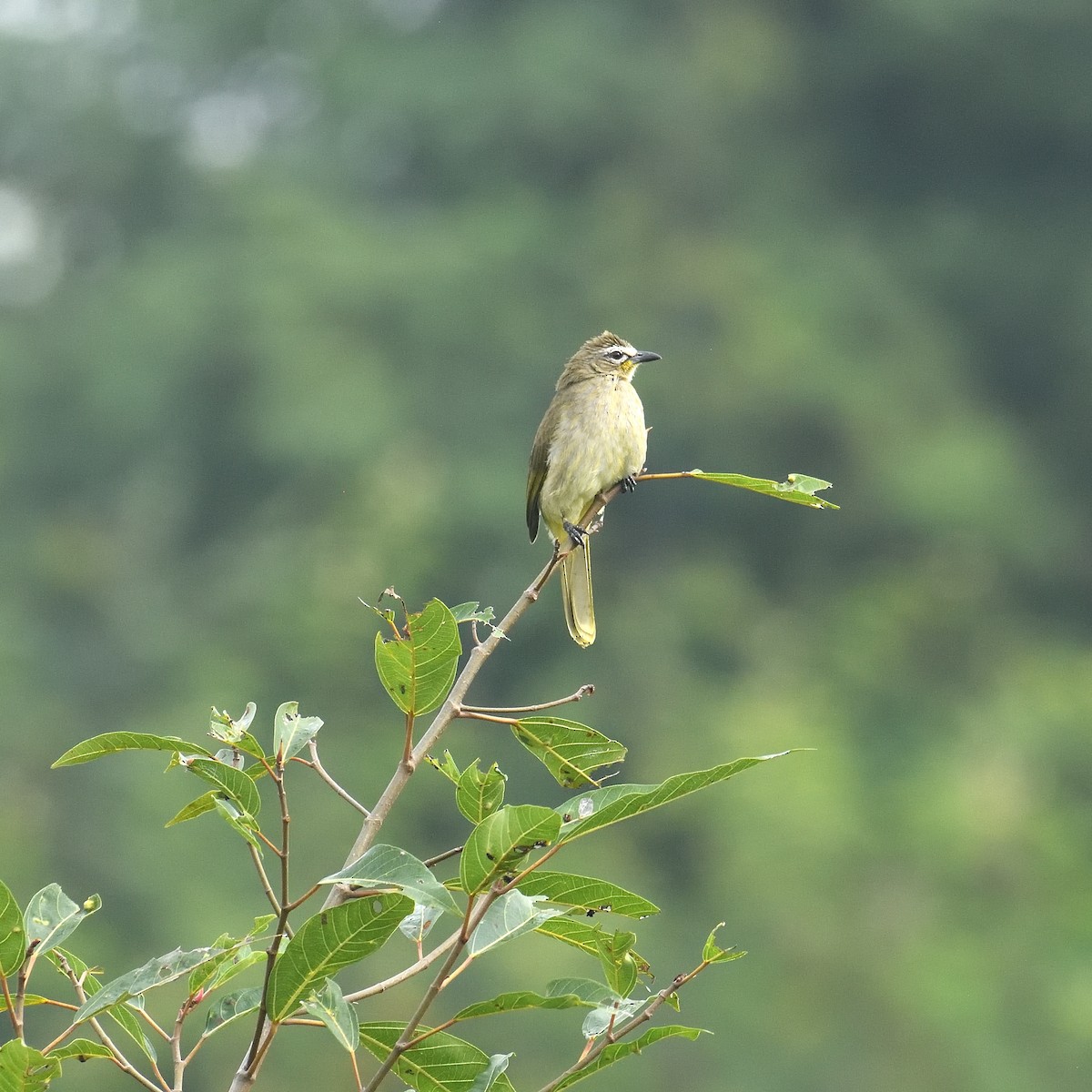 White-browed Bulbul - ML625598670