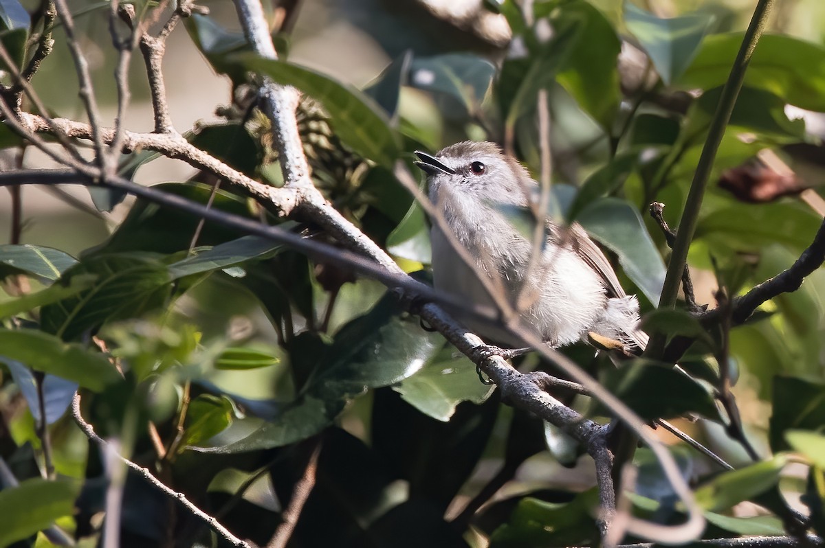 Brown Gerygone - ML625598706