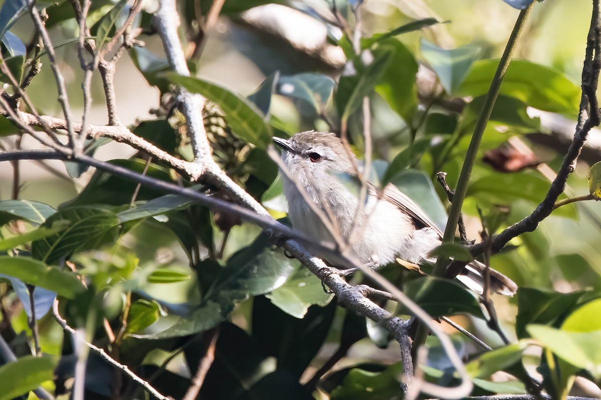 Brown Gerygone - ML625598707