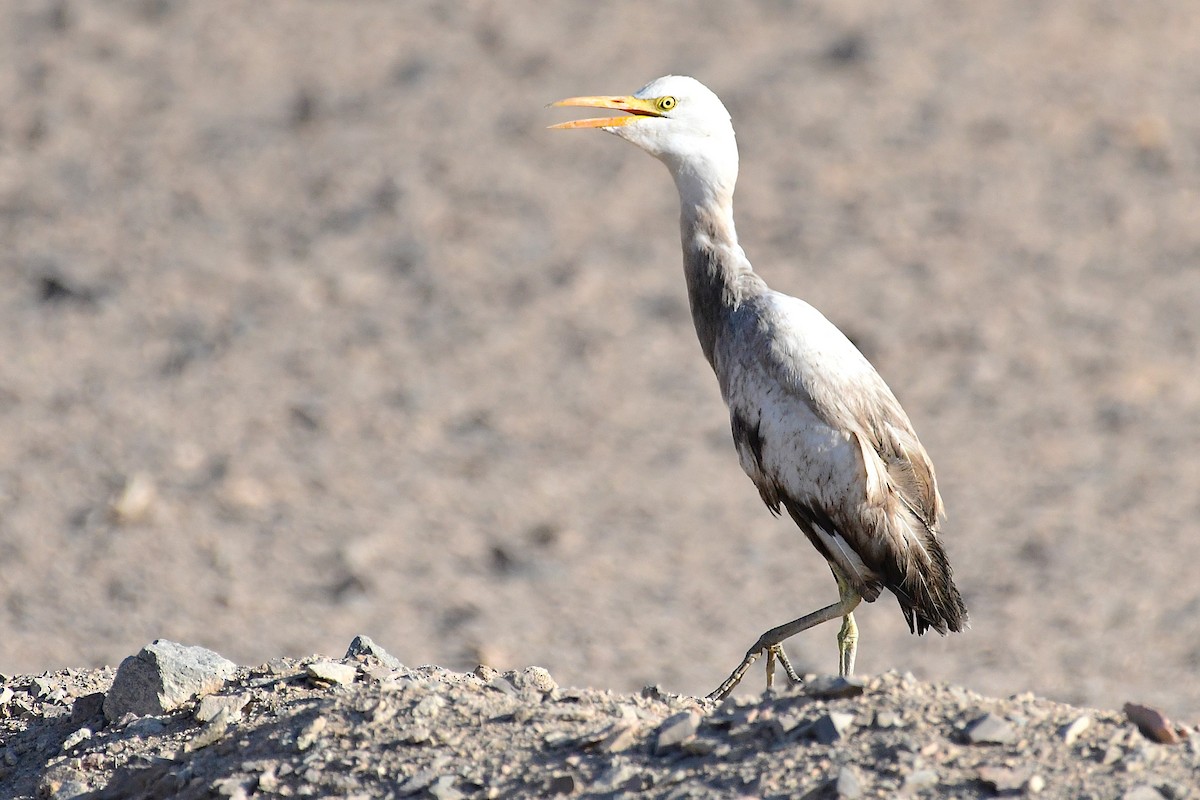 Western Cattle-Egret - Ian Brown