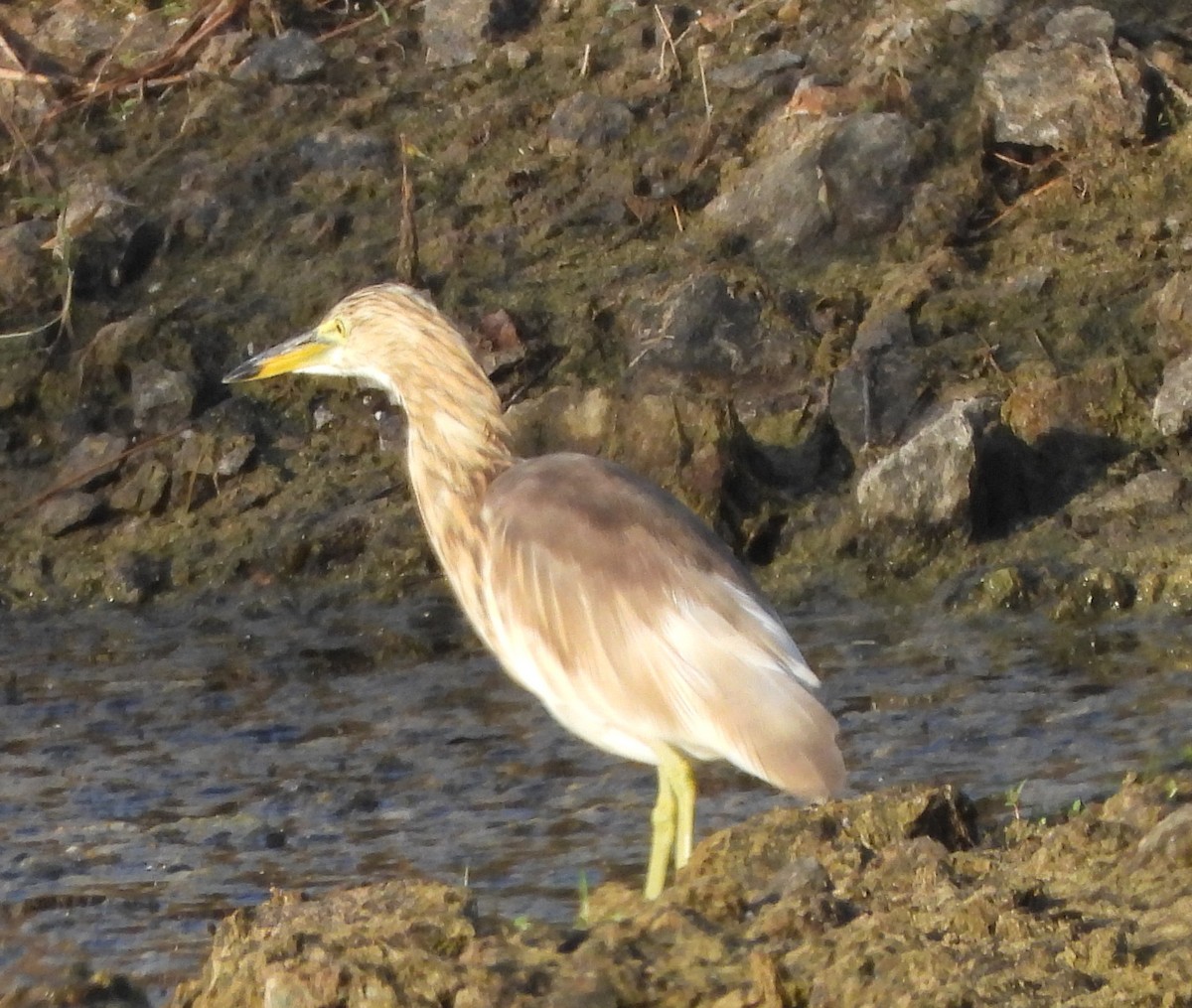 Indian Pond-Heron - Prof Chandan Singh Dalawat