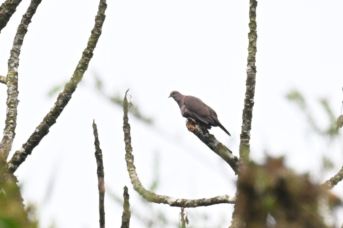 Plumbeous Pigeon - ML625598960