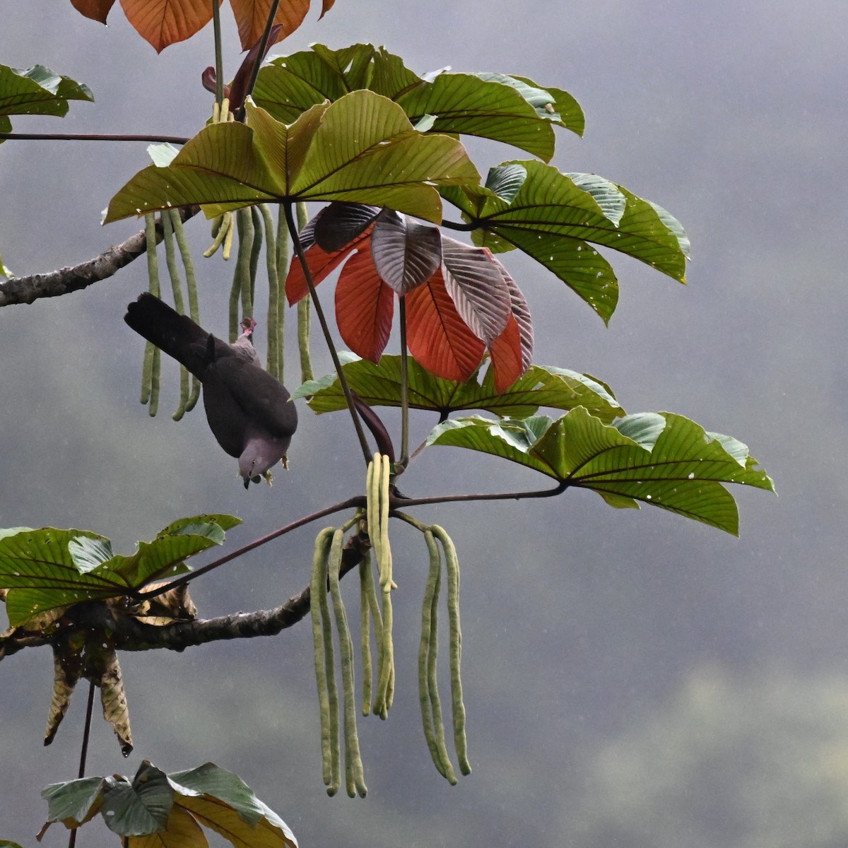 Plumbeous Pigeon - ML625598961