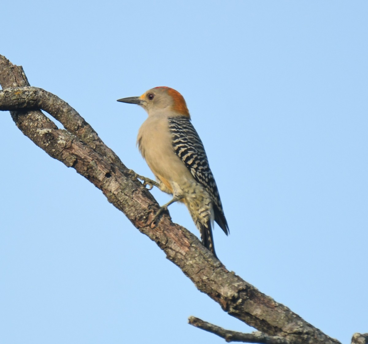 Golden-fronted Woodpecker - ML625599162