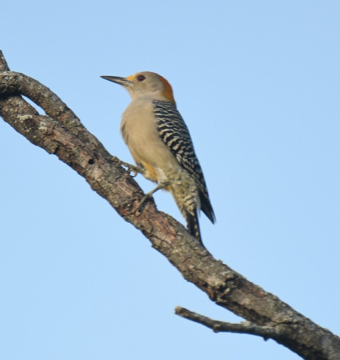 Golden-fronted Woodpecker - ML625599163