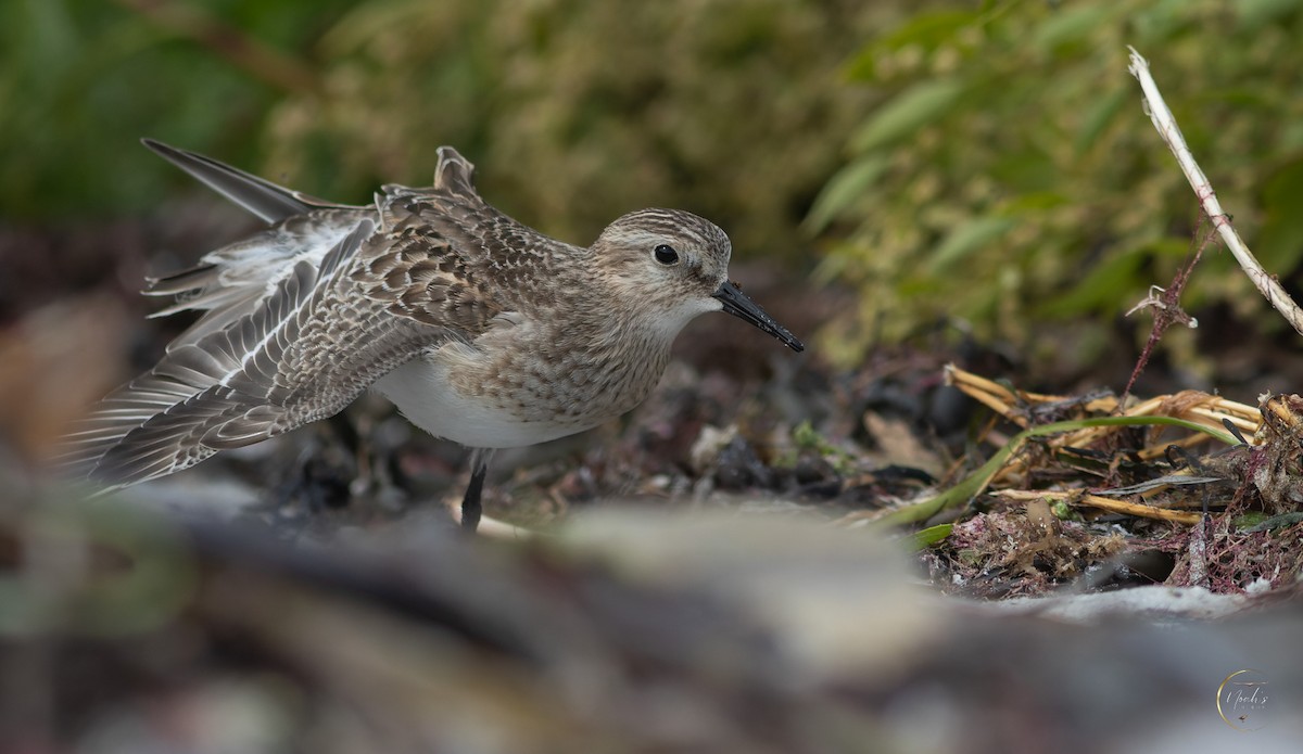 Baird's Sandpiper - ML625599174