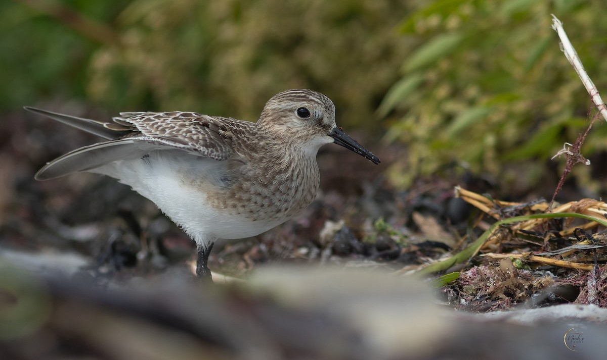 Baird's Sandpiper - ML625599176