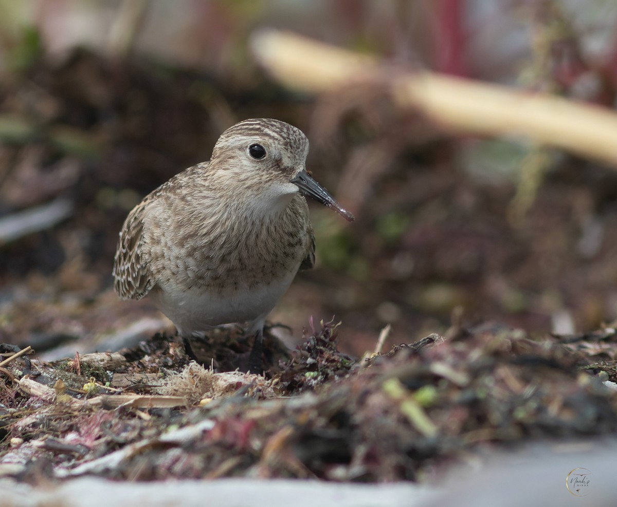Baird's Sandpiper - ML625599177