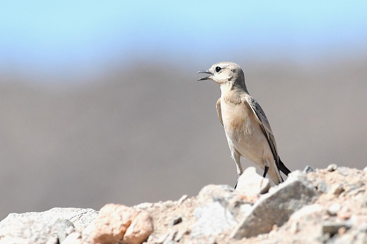 Isabelline Wheatear - Ian Brown