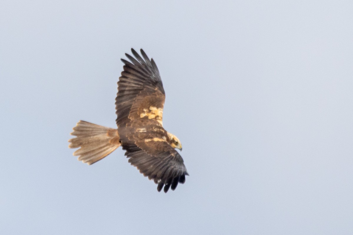 Western Marsh Harrier - YILMAZ TANIYICI