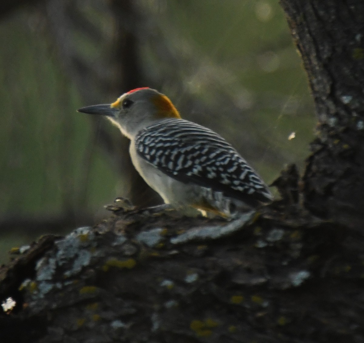 Golden-fronted Woodpecker - ML625599294