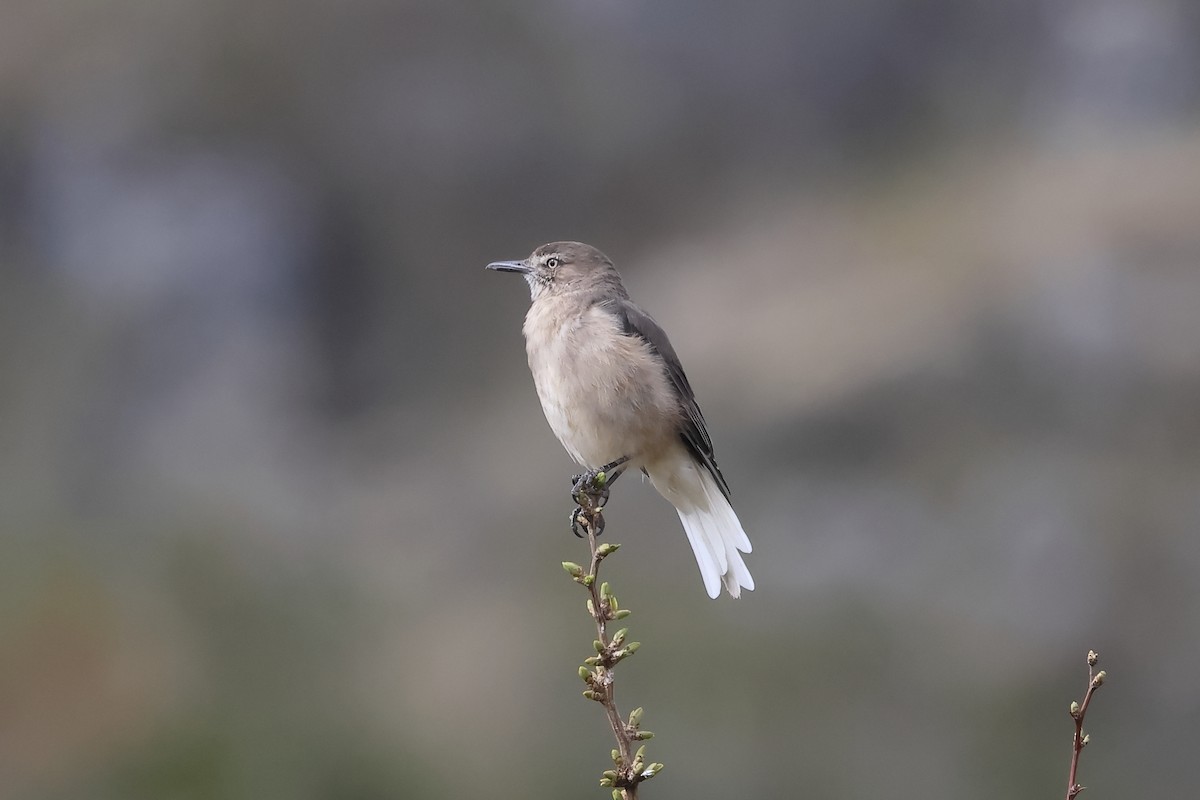 Black-billed Shrike-Tyrant - Manuel Roncal