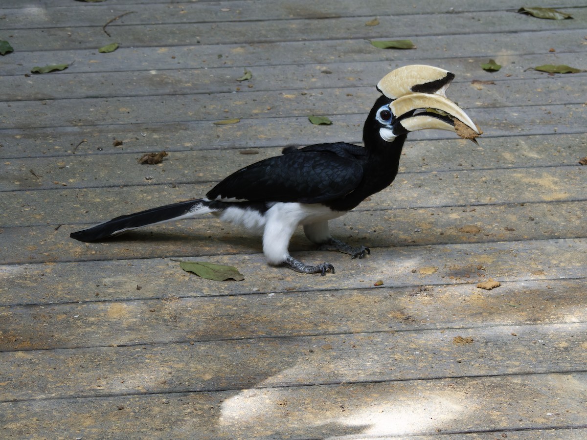 Oriental Pied-Hornbill - ML625599361