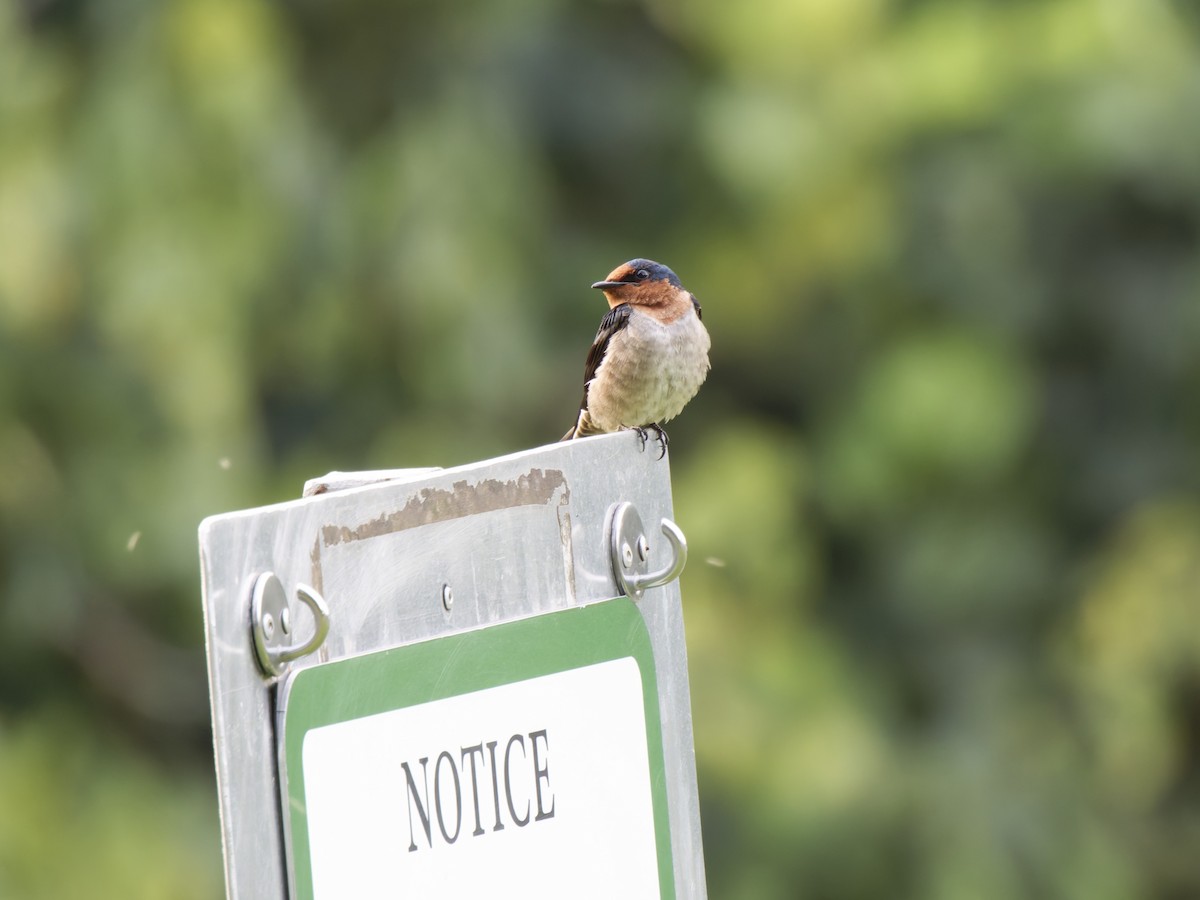 Pacific Swallow - ML625599392
