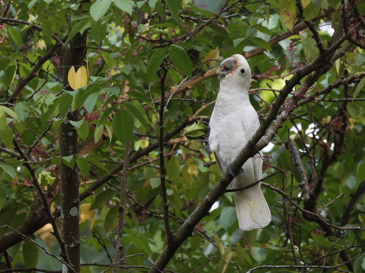 Tanimbar Corella x Yellow-crested Cockatoo (hybrid) - ML625599405