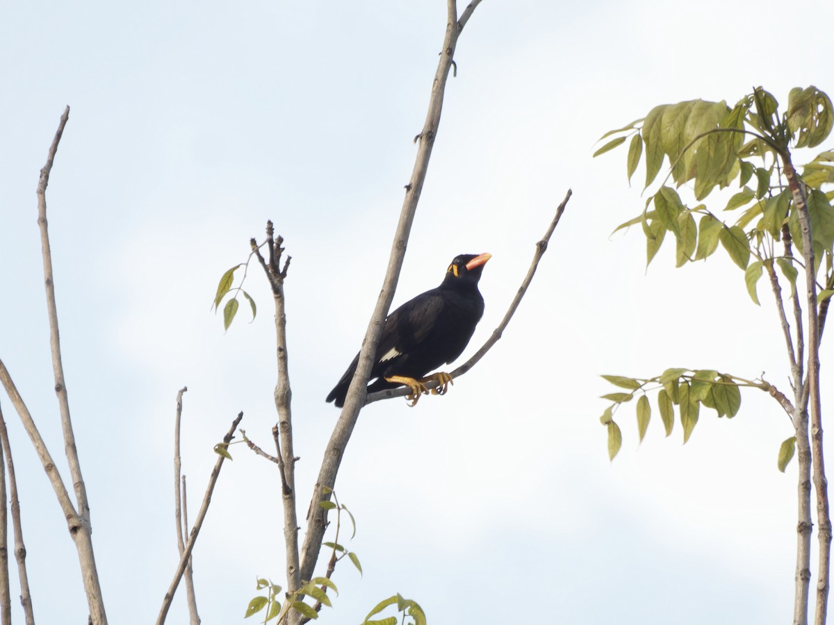 Common Hill Myna - ML625599407