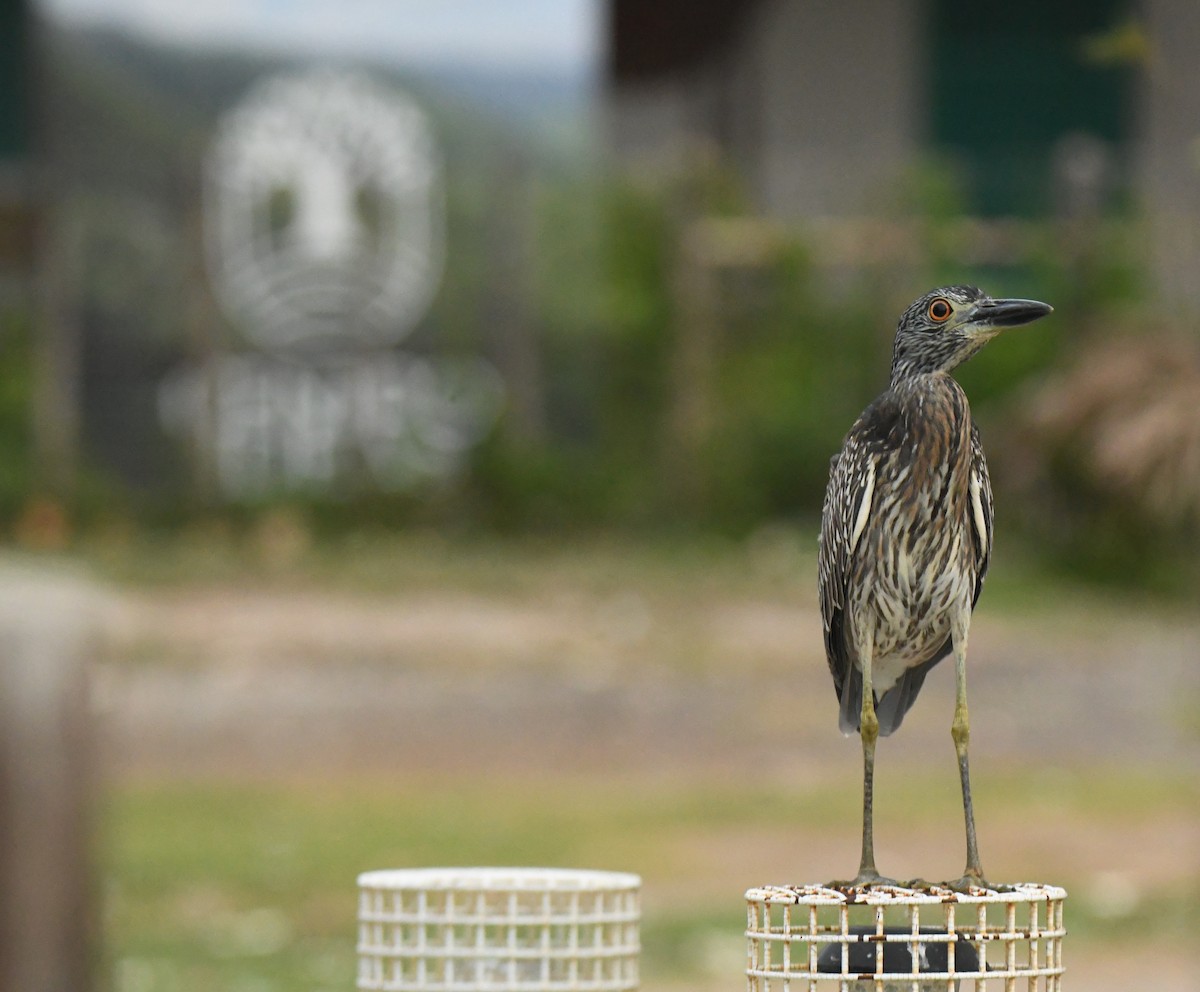 Yellow-crowned Night Heron - Leonardo Guzmán (Kingfisher Birdwatching Nuevo León)