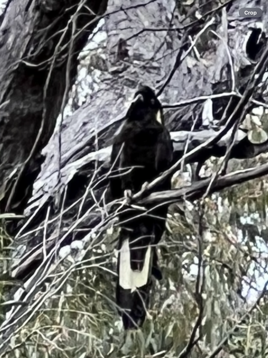 kakadu černý - ML625599680