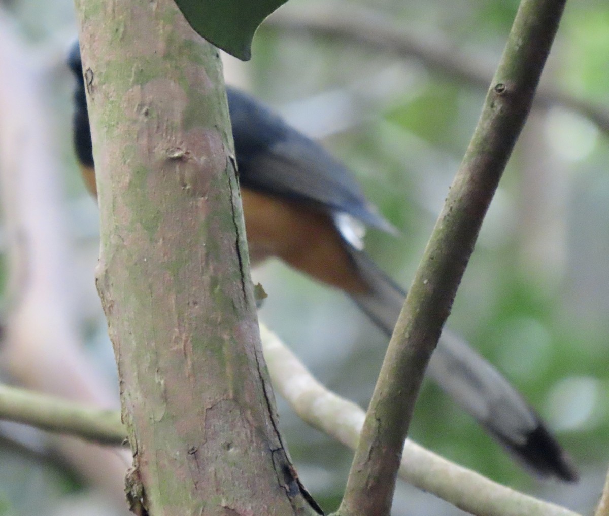 White-rumped Shama - ML625599926