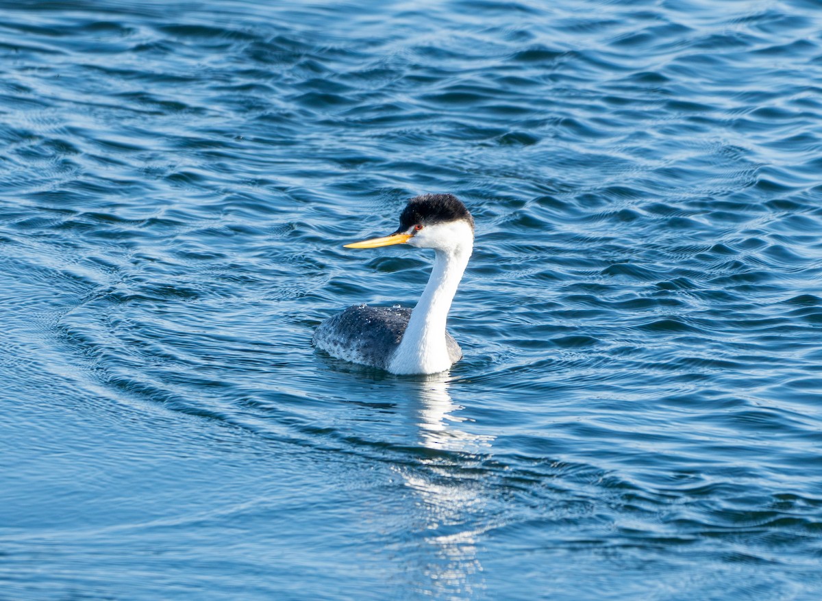 Clark's Grebe - ML625599994