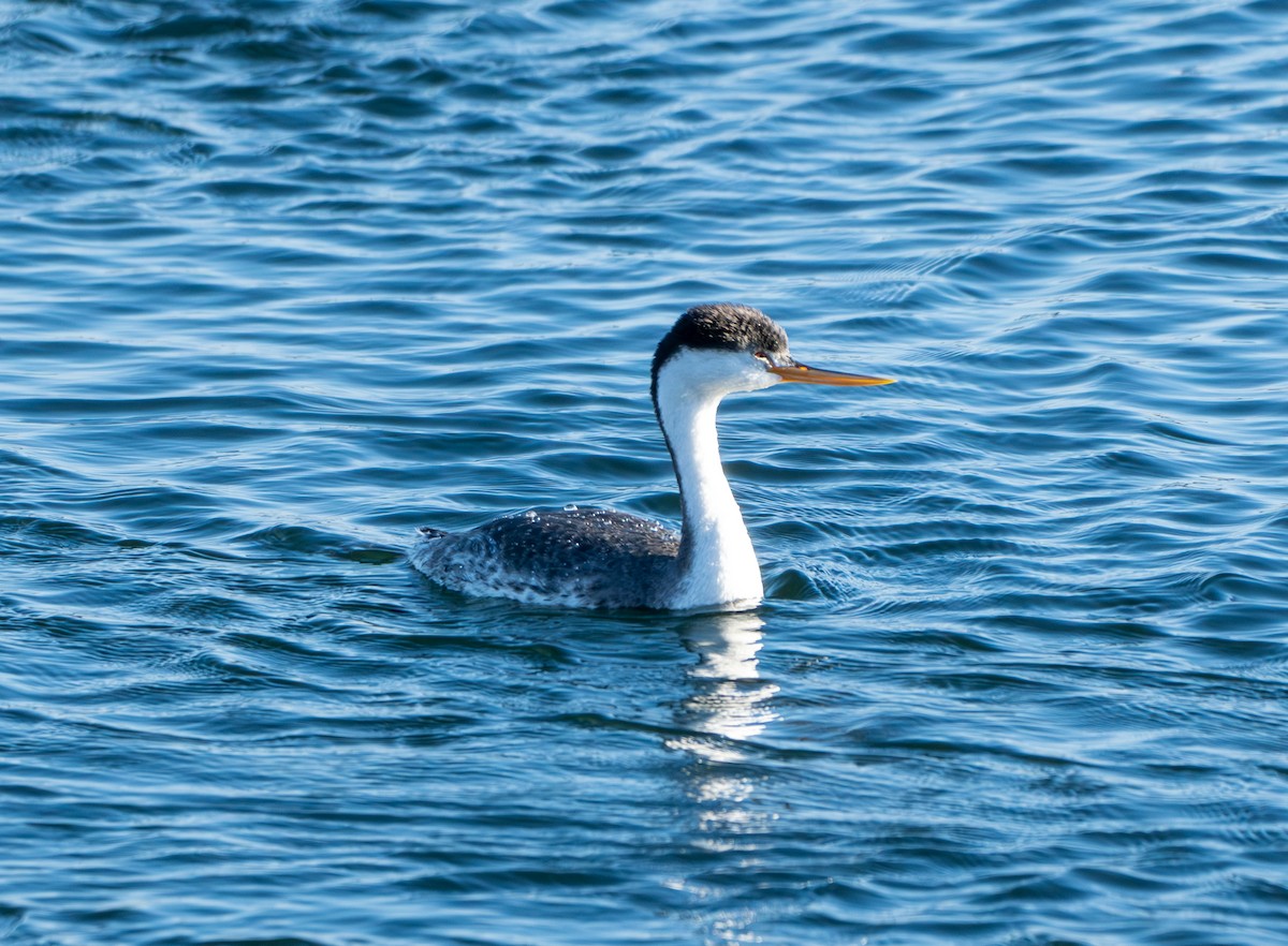 Clark's Grebe - ML625600013