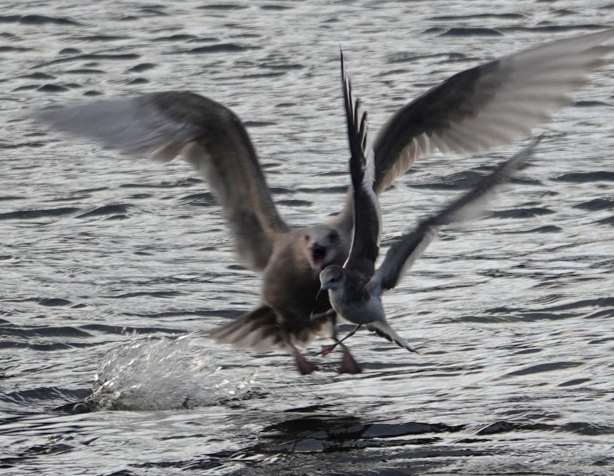 Sabine's Gull - franci Holtslander