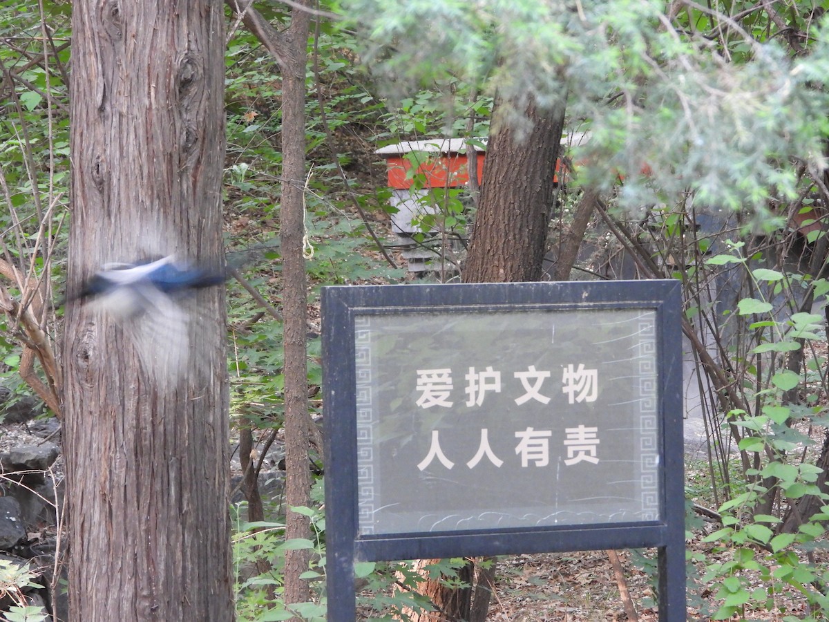 Oriental Magpie - Yixiao Wang