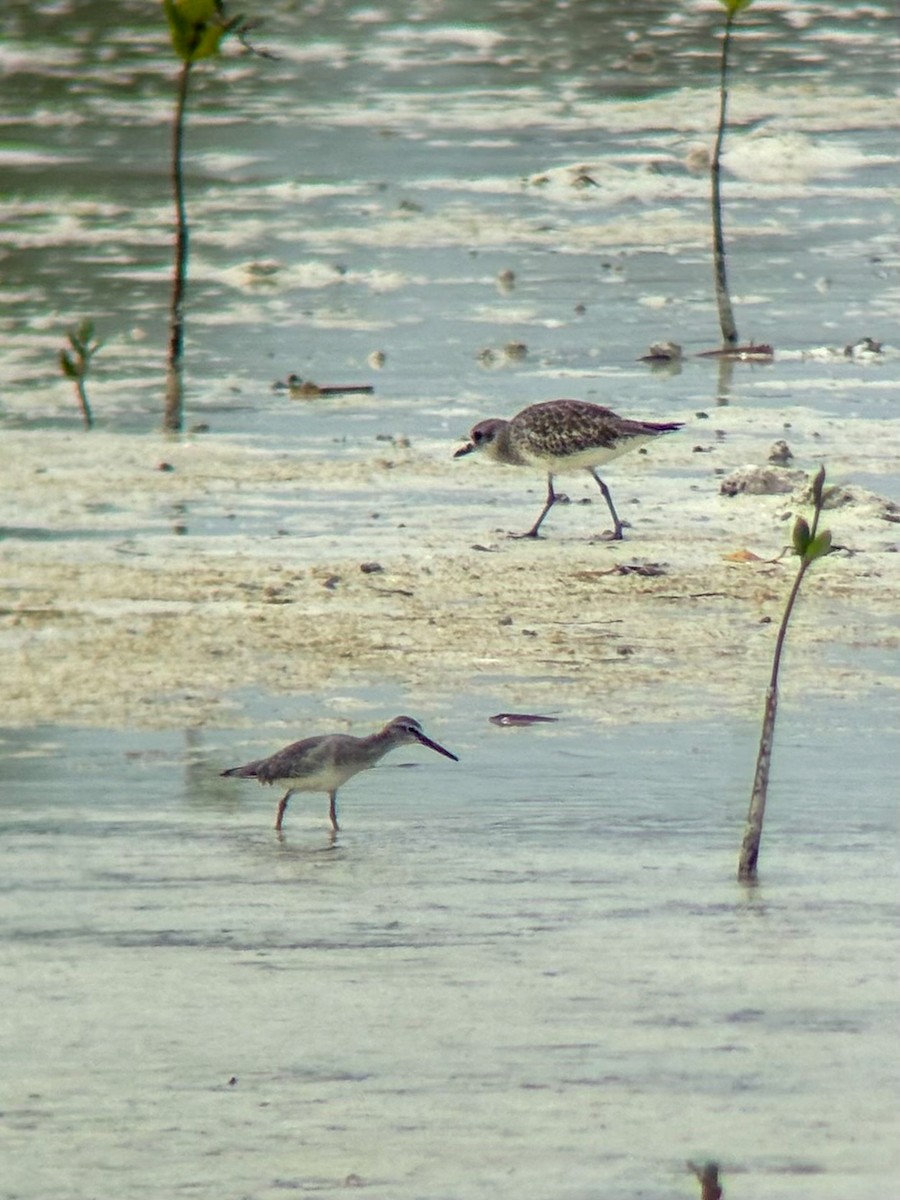 Gray-tailed Tattler - Kurt  Cabahug