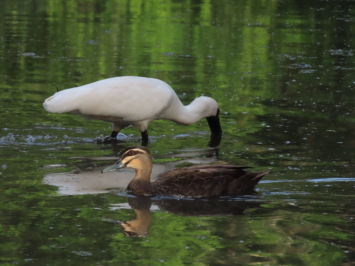 Royal Spoonbill - Rolo Rodsey