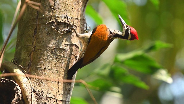 Malabar Flameback - ML625600343