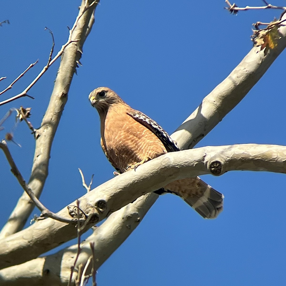 Red-shouldered Hawk (elegans) - ML625600361