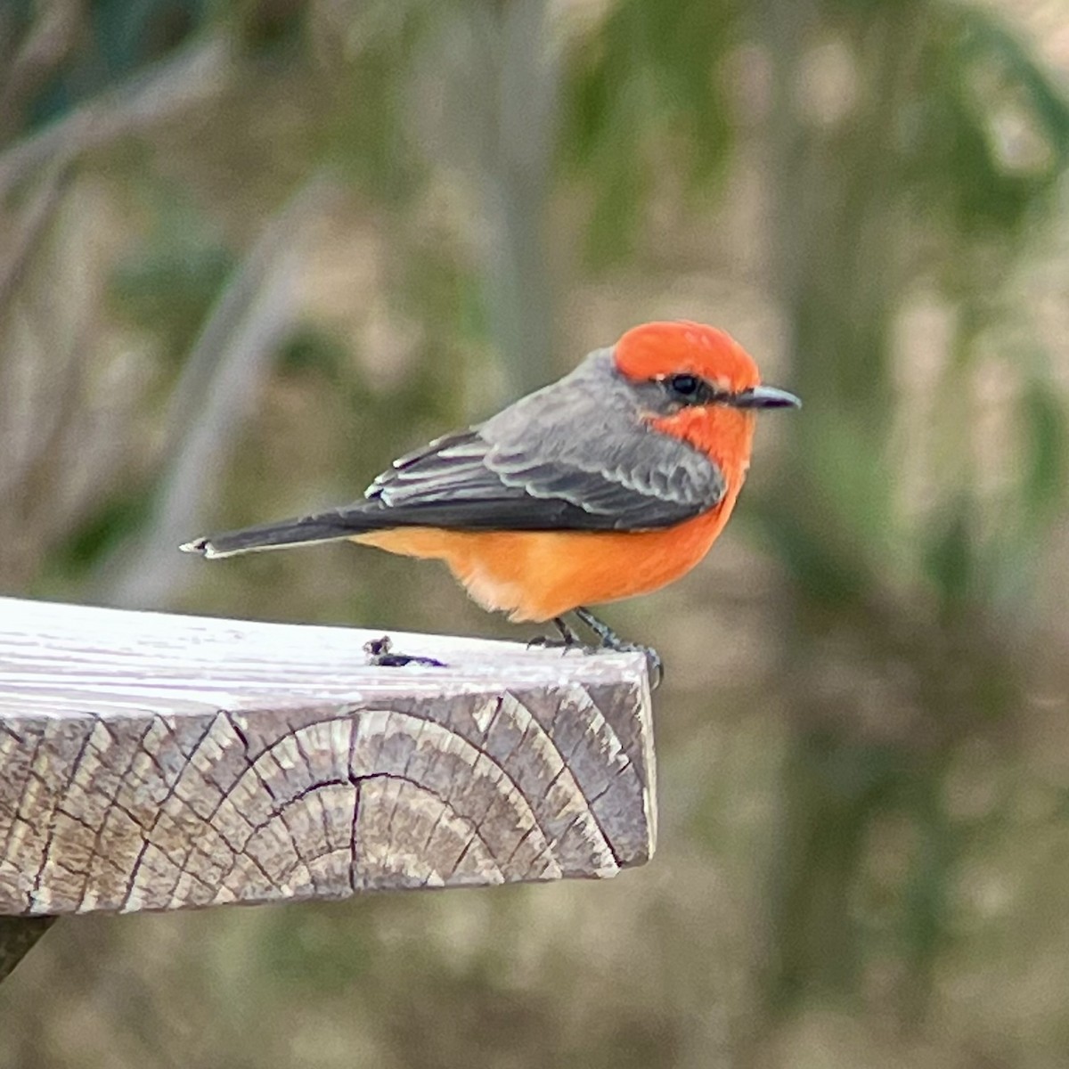 Vermilion Flycatcher - ML625600394