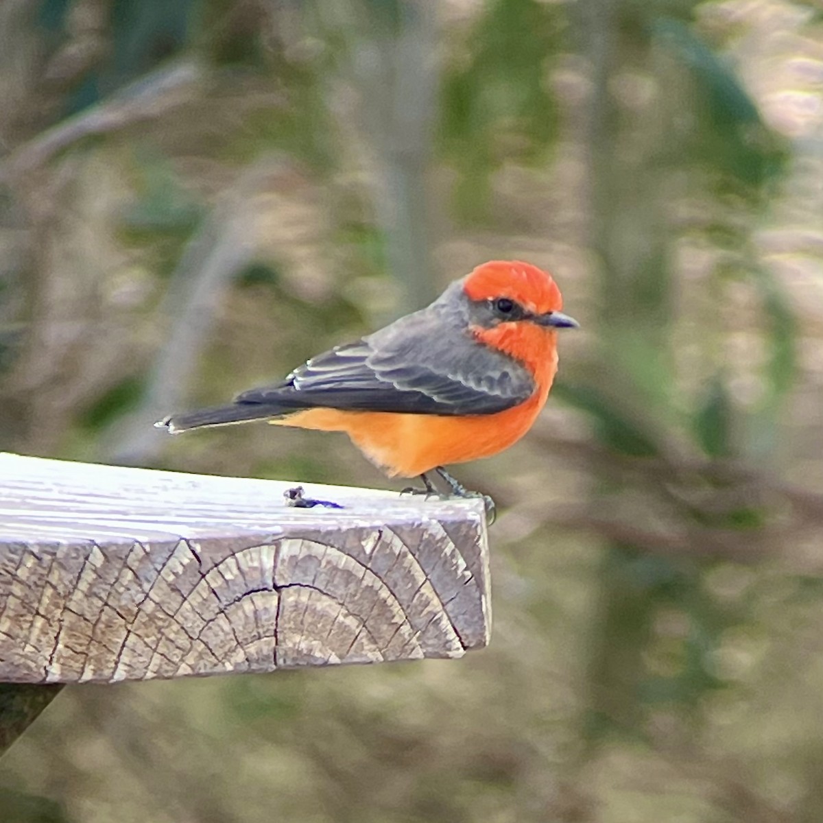 Vermilion Flycatcher - ML625600395