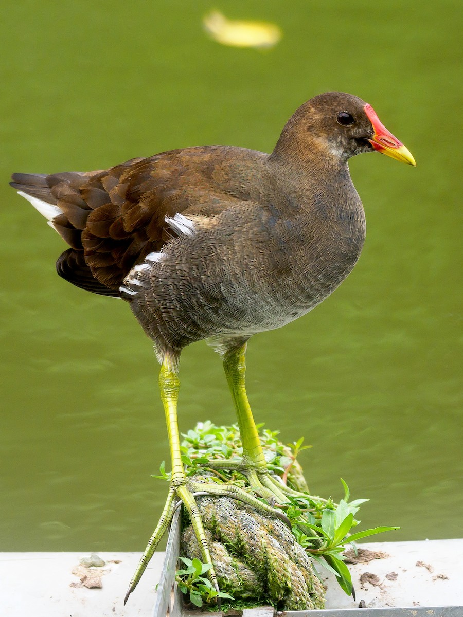 Eurasian Moorhen - Karyne Wee