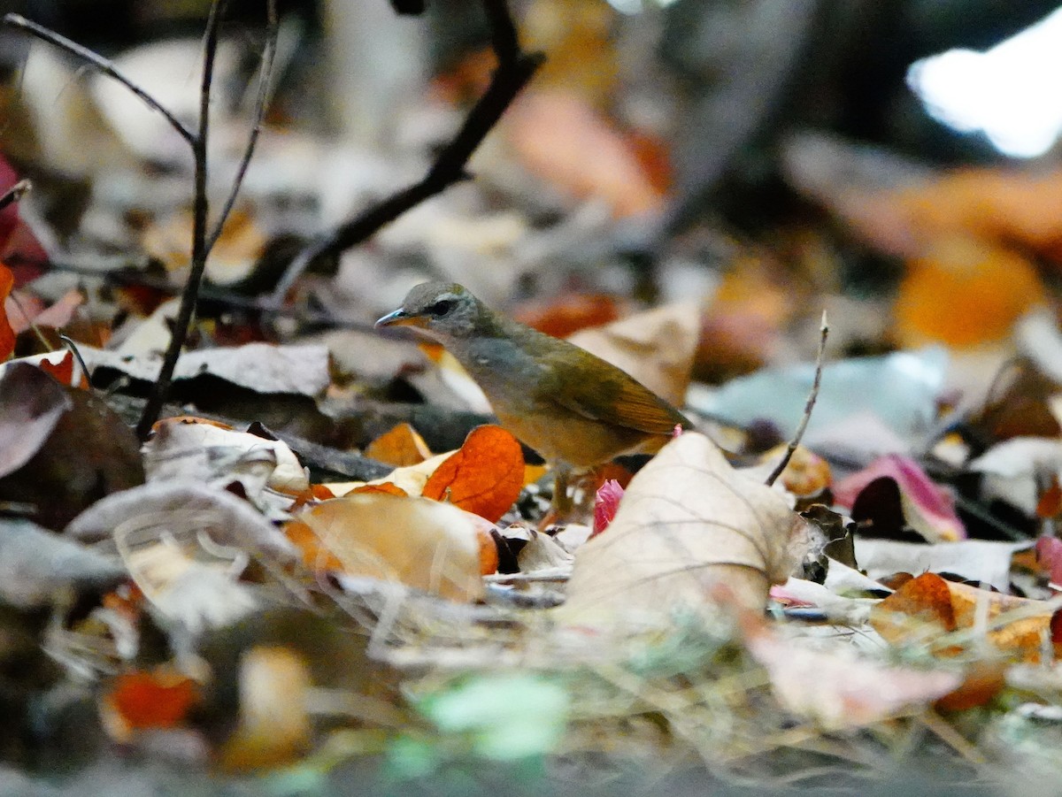 Gray's Grasshopper Warbler - ML625600610