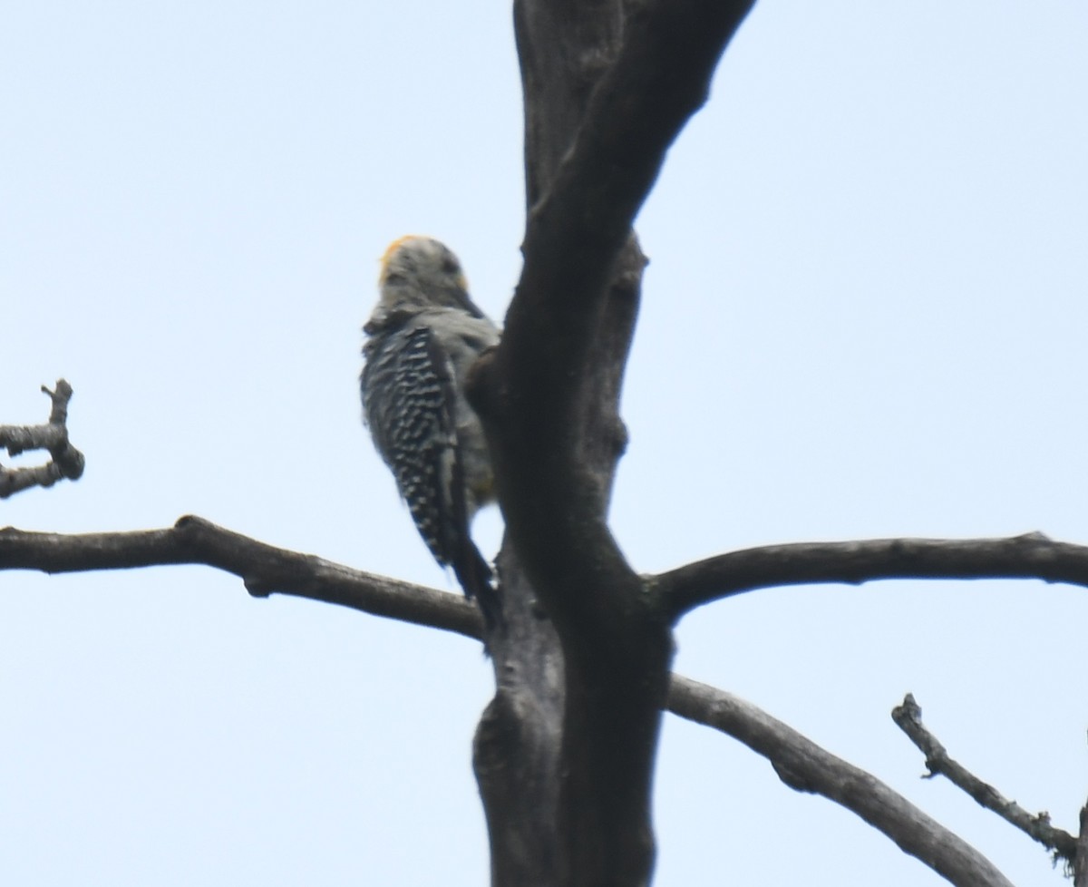 Golden-fronted Woodpecker - ML625600662