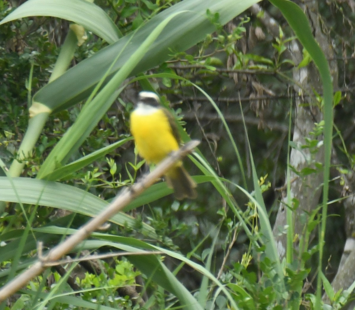 Social Flycatcher - Leonardo Guzmán (Kingfisher Birdwatching Nuevo León)