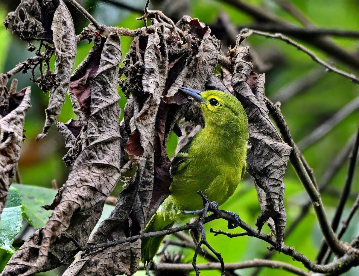 Green Iora - ML625600714