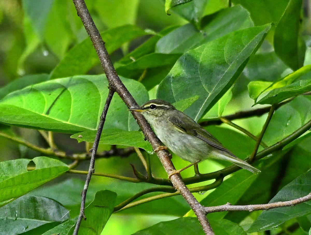 Arctic Warbler - ML625600717