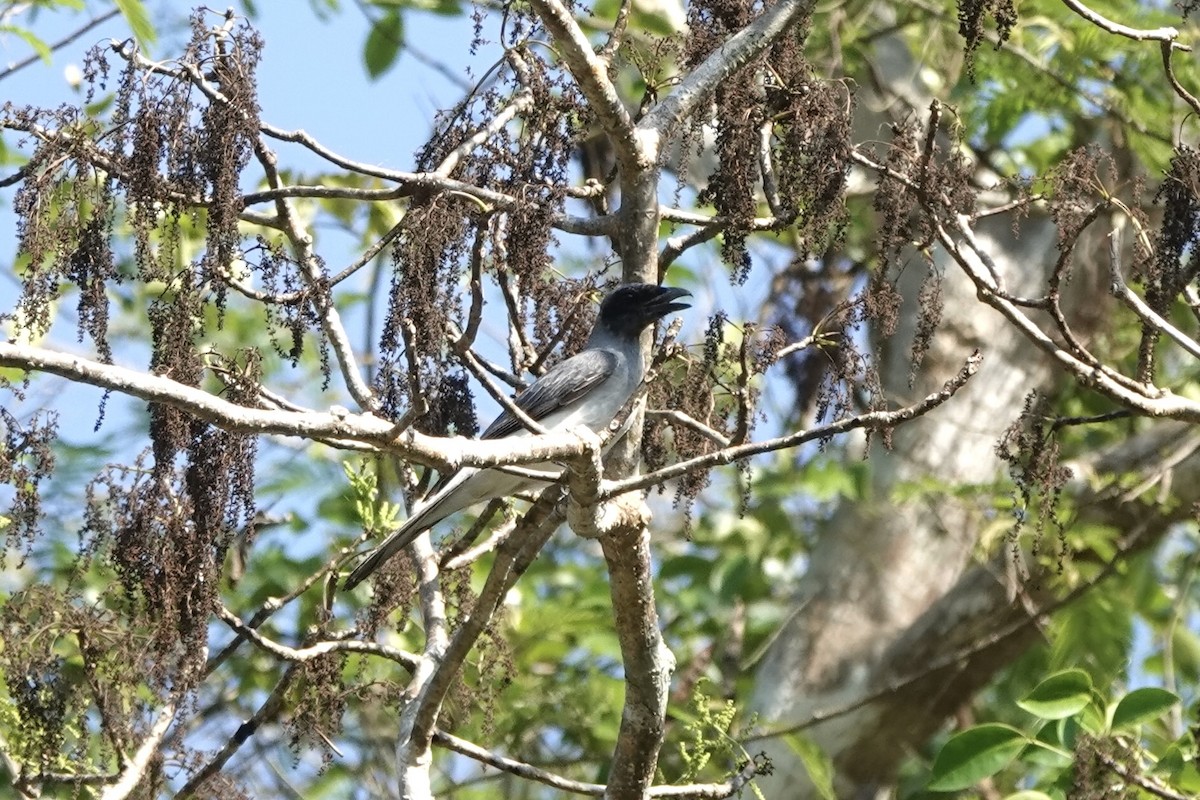Wallacean Cuckooshrike - ML625600789