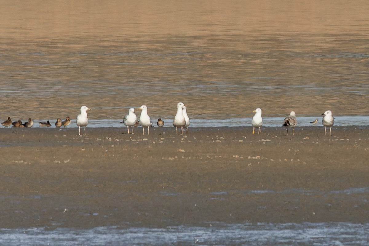Caspian Gull - ML625600912