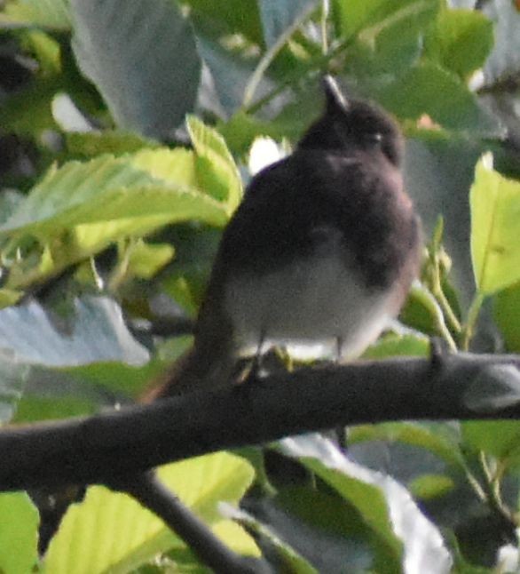 Black Phoebe - ML625600930