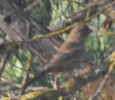 House Finch - ML625600937