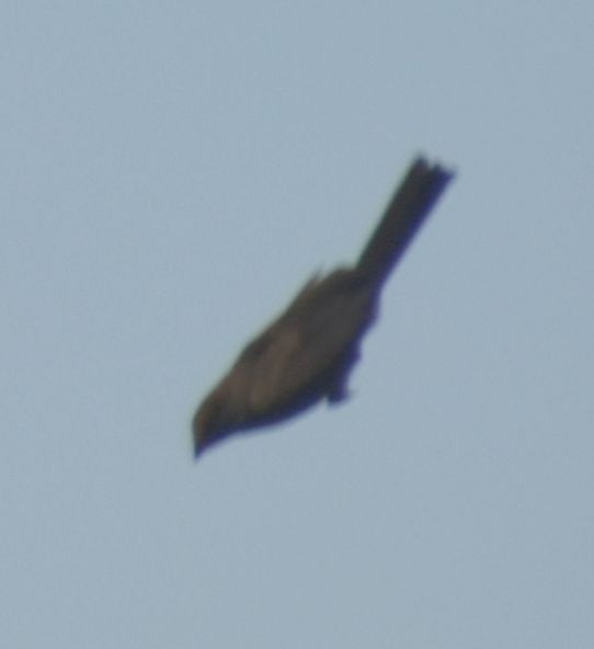 Brown-headed Cowbird - ML625600939